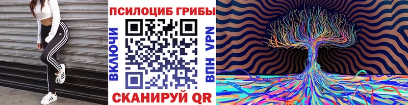 Псилоцибиновые грибы Cubensis  закладка  Саки 